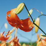 Orange Magic